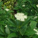 Cornus stolonifera 'Flaviramea' fleur